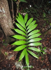 Zamia prasina (Zamia prasina)