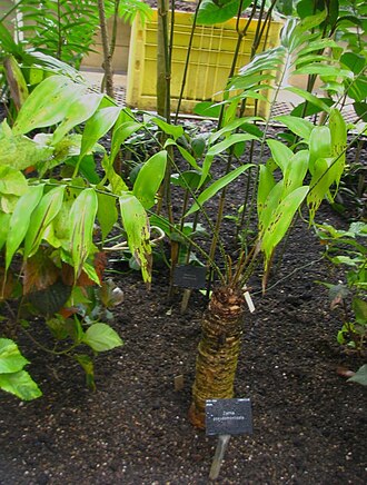 Zamia pseudomonticola: Zamia pseudomonticola L.D. Gómez. Taken at Palm House, Kew Gardens,