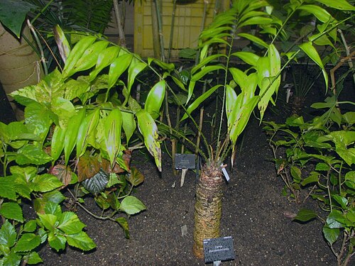 Zamia pseudomonticola: Zamia pseudomonticola L.D.Gómez. Taken at Palm House, Kew Gardens,
