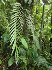 Zamia pseudoparasitica (Zamia pseudoparasitica)