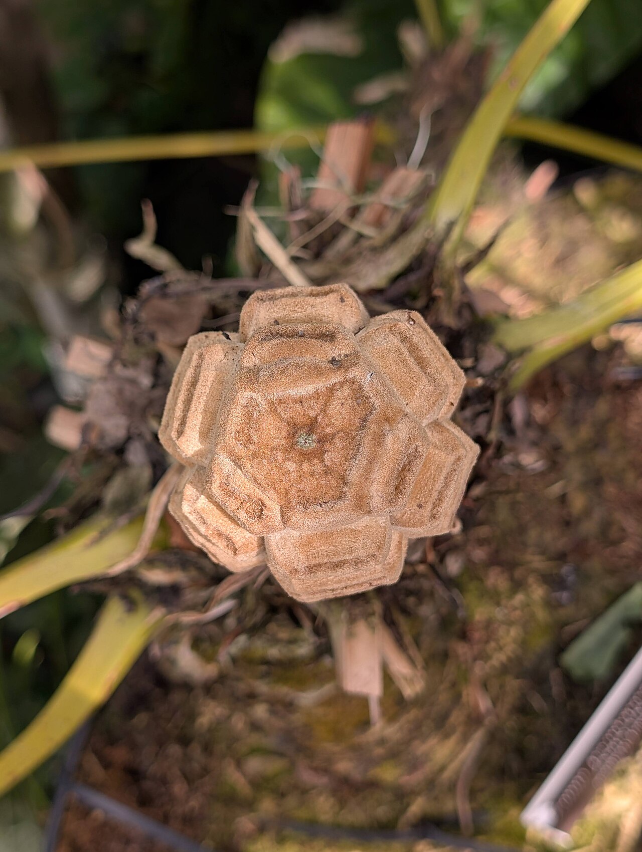 Zamia pseudoparasitica: Top view of Zamia pseudoparasitica at New York Botanical Garden