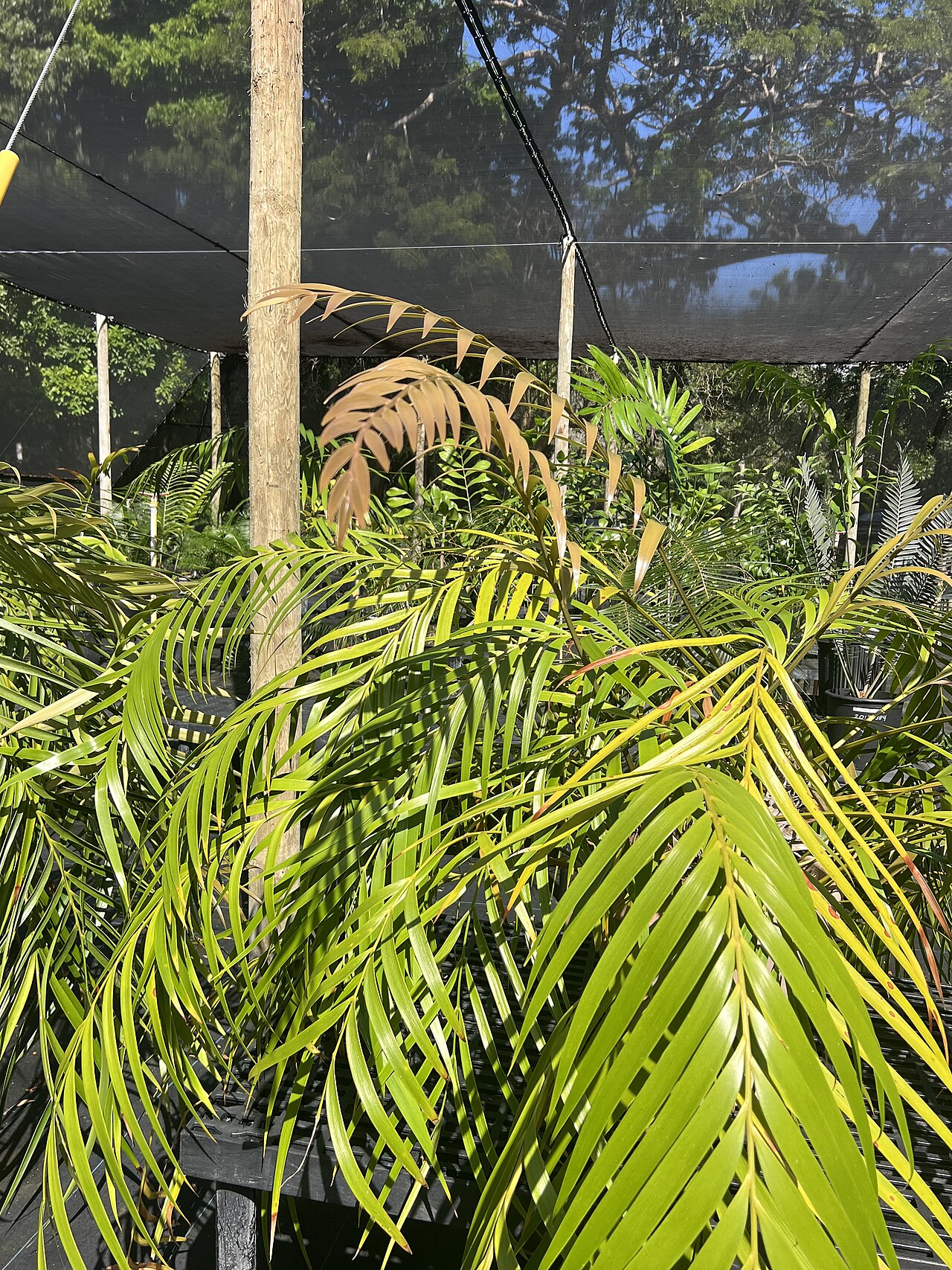 Zamia pseudoparasitica: Zamia pseudoparasitica at Montgomery Botanical Center, Coral Gables, Florida, USA