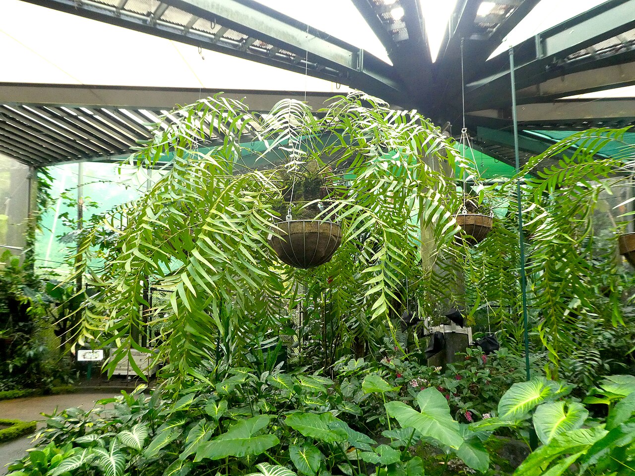 Zamia pseudoparasitica: Zamia pseudoparasitica at Cairns Botanic Gardens