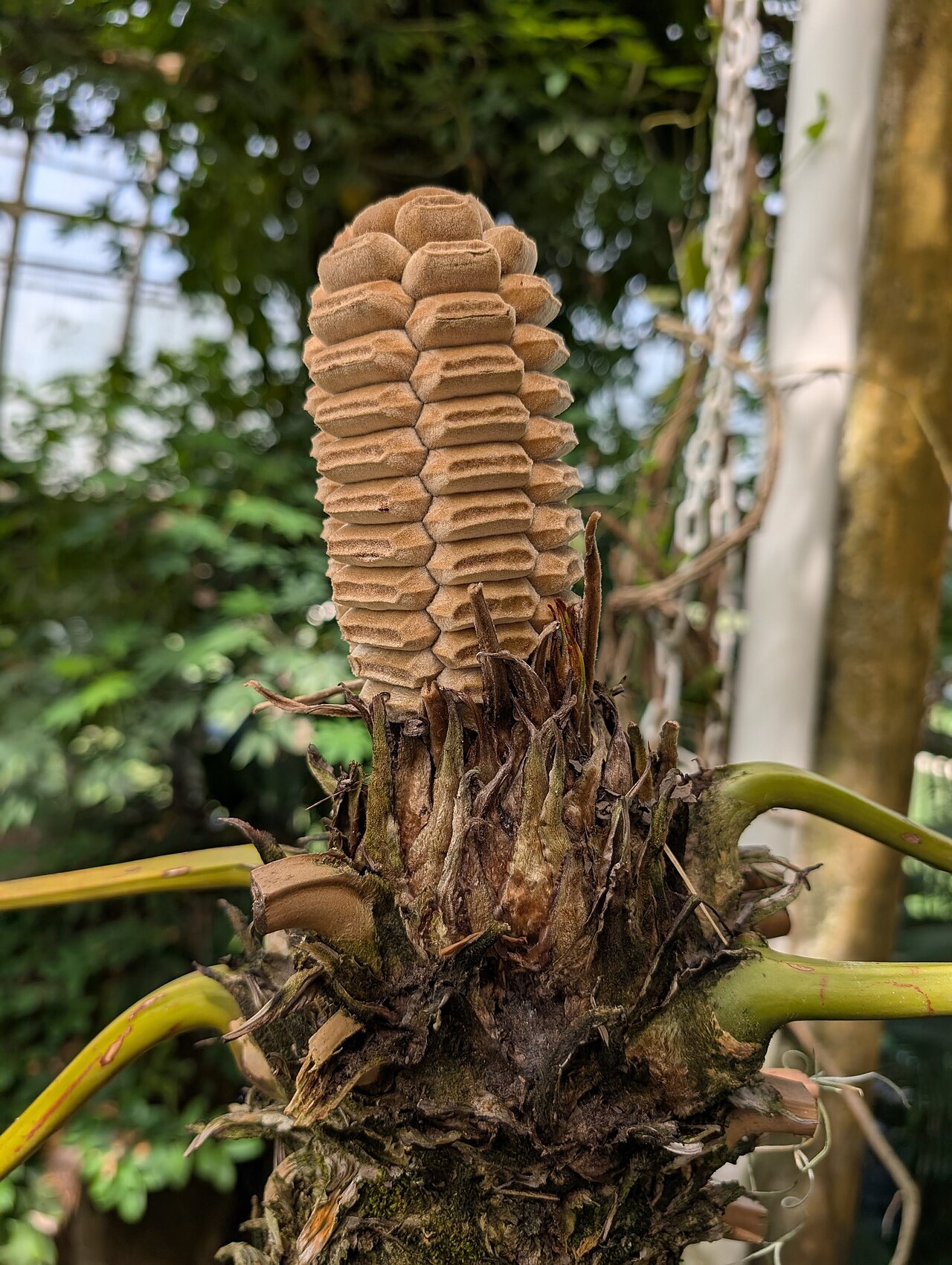Zamia pseudoparasitica: Front view of Zamia pseudoparasitica at New York Botanical Garden
