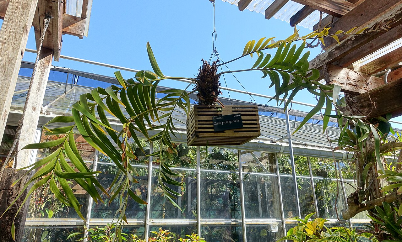 Zamia pseudoparasitica: Botanical specimen in the Marie Selby Botanical Gardens - Sarasota, Florida, USA.