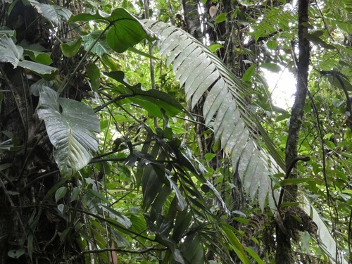 Zamia pseudoparasitica (Zamia pseudoparasitica)