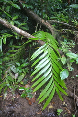 Zamia pseudoparasitica (Zamia pseudoparasitica)