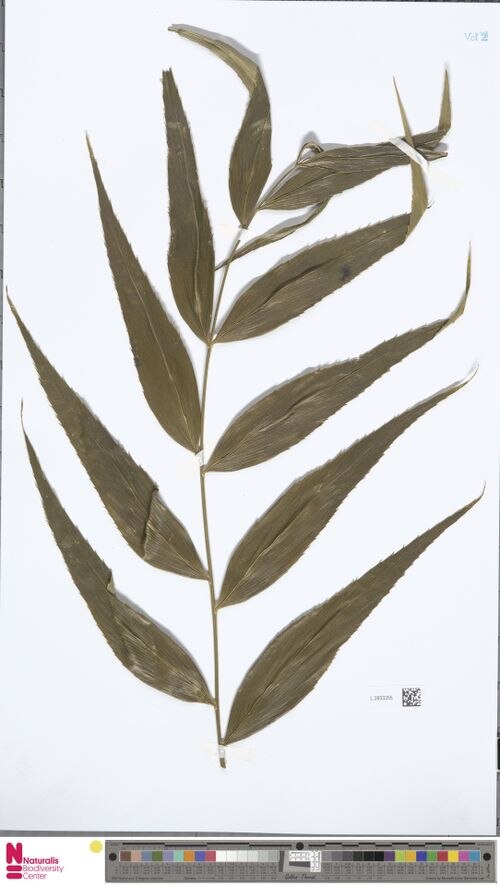 Zamia restrepoi: Dried leaf of Zamia restrepoi