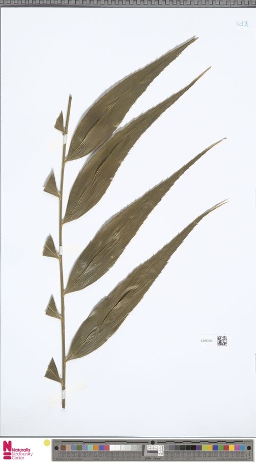 Zamia restrepoi: Dried leaflets of Zamia restrepoi