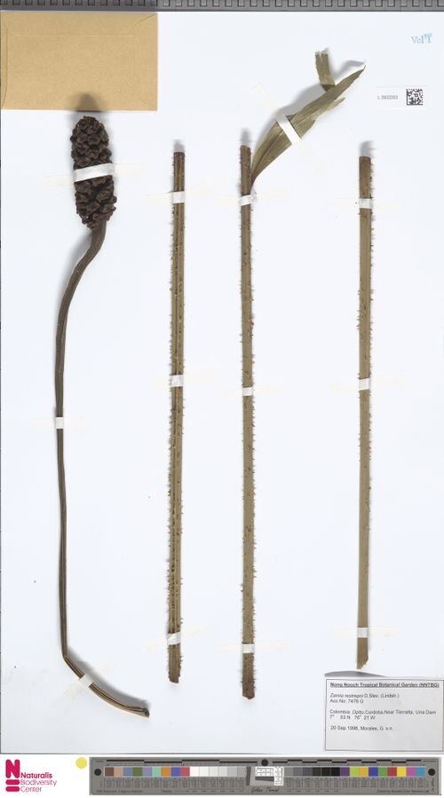 Zamia restrepoi: Dried strobili and peduncles of Zamia restrepoi