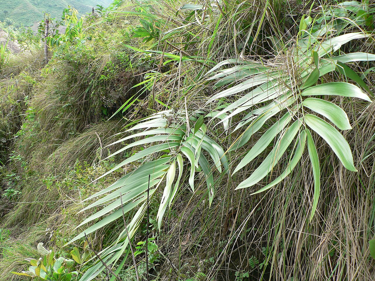 Zamia sandovalii: Imagen de Zamia sandovalii
