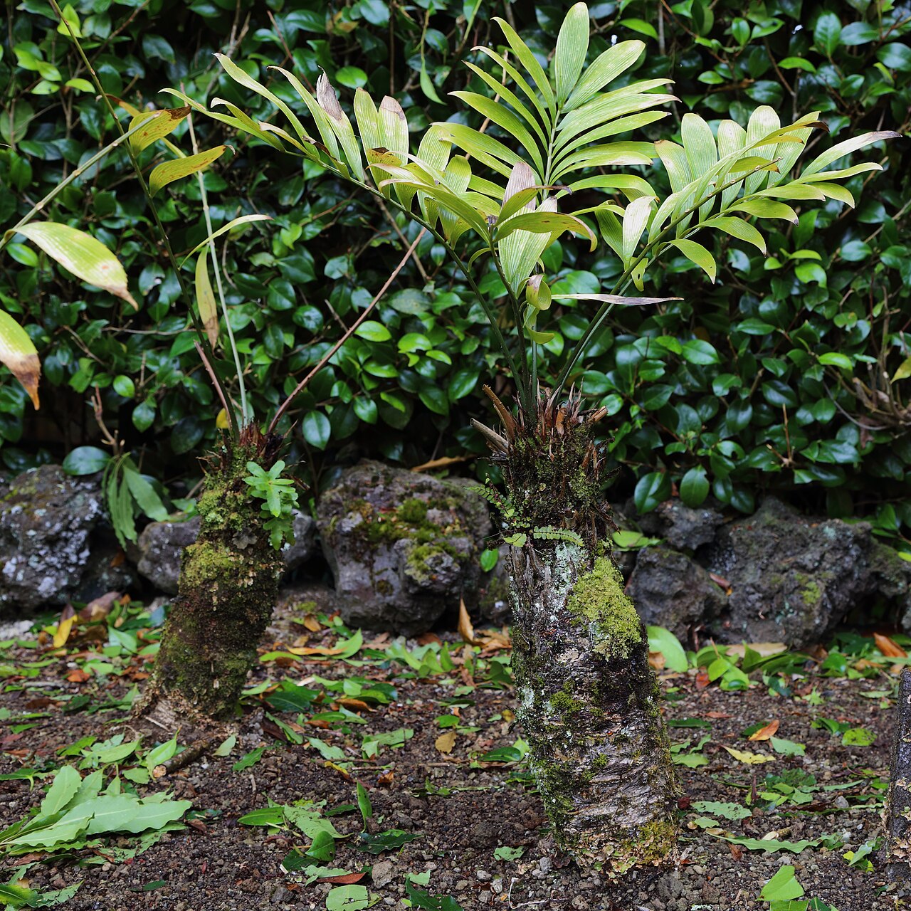 Cycad: Yucca rostrata