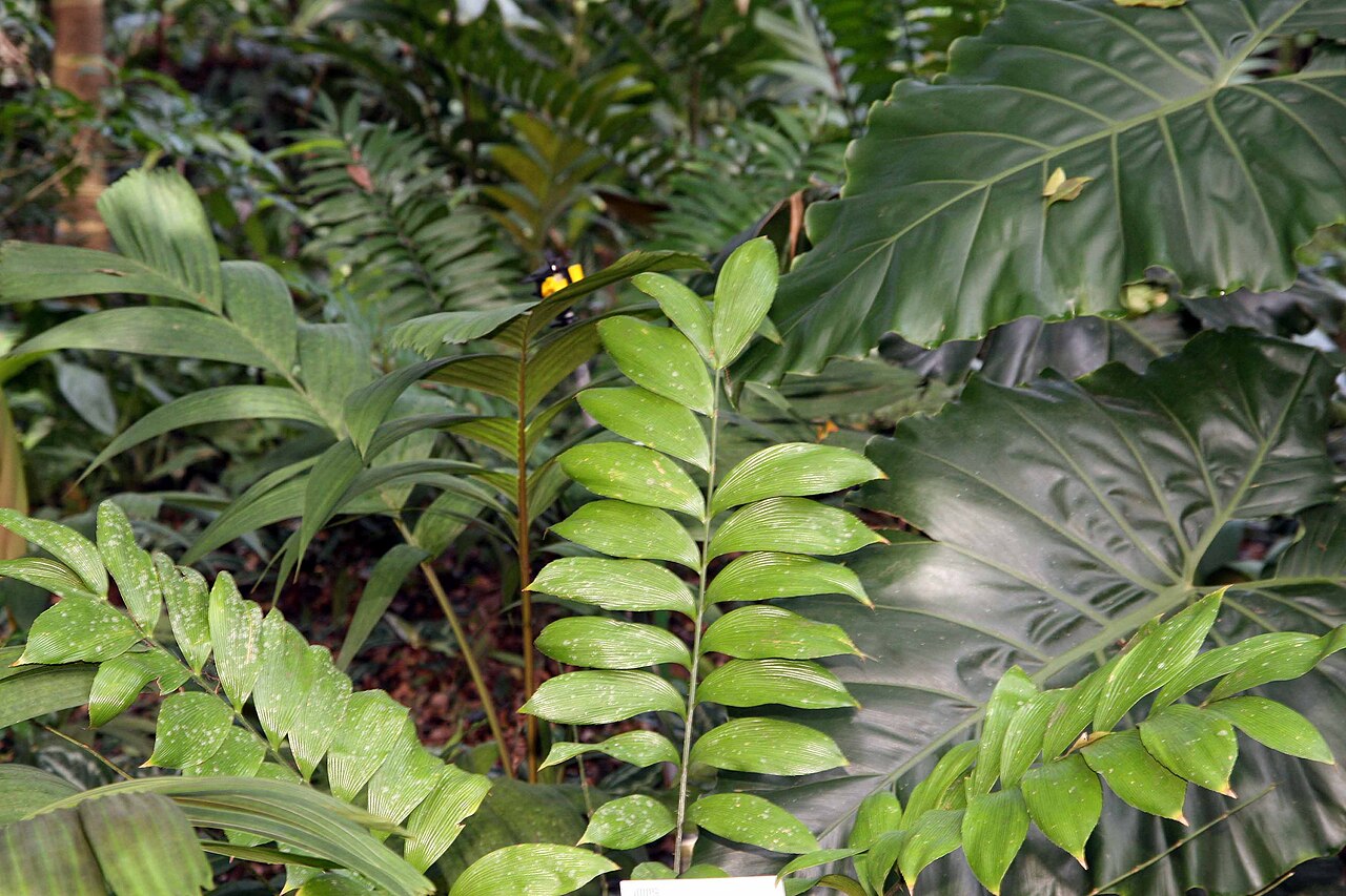 Cycad: Location taken: Else Kientzler Botanical Garden, Sarchi Norte, Costa Rica. Names: Zamia skinneri Warsz. ex A. Dietrich, Zami Classification: Plantae > Cycadophy