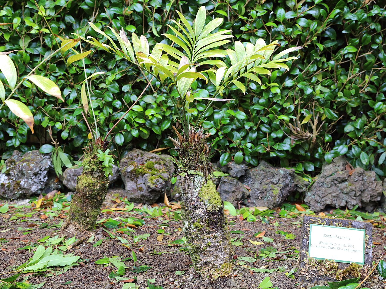 Cycad: Yucca rostrata