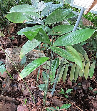 Cycad: A rare cycad, endemic to Panama and here planted in Summit Park of the Canal Zone.