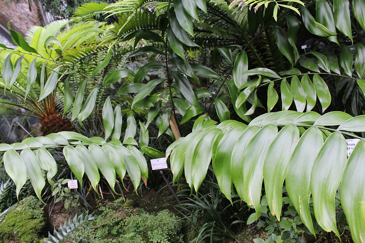 Zamia tuerckheimii: A Zamia tuerckheimii in the Botanical Garden München-Nymphenburg.