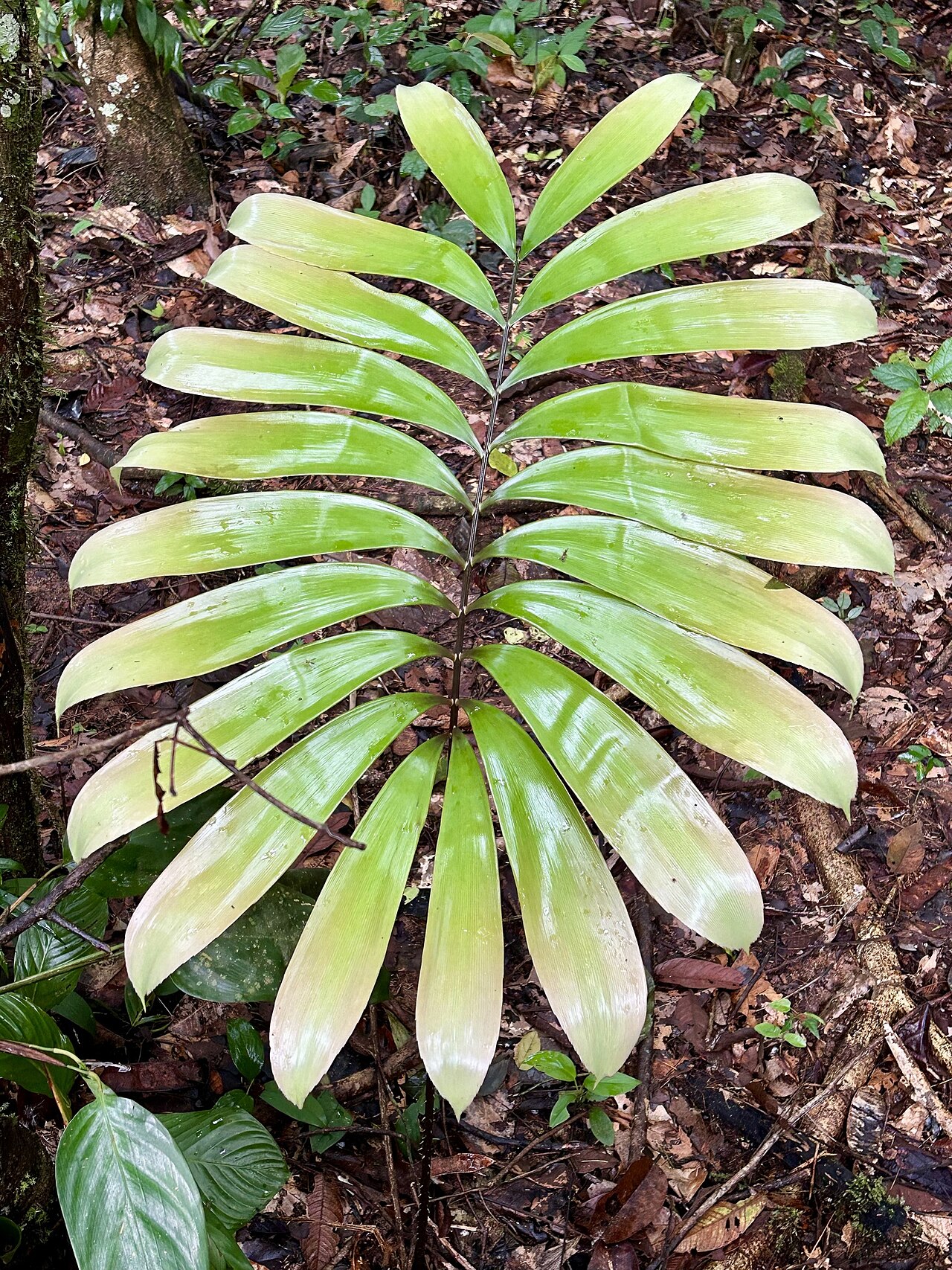 Zamia ulei: Zamia ulei, None, 2025-12-11 (iNaturalist).