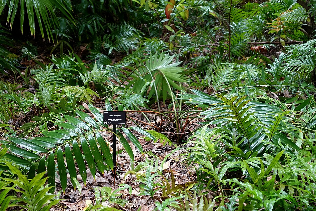 Cycad: Botanical specimen in McKee Botanical Garden - Vero Beach, Florida, USA.
