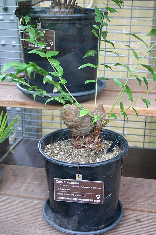 Cycad: Zamiaceae Hortus Botanicus Amsterdam