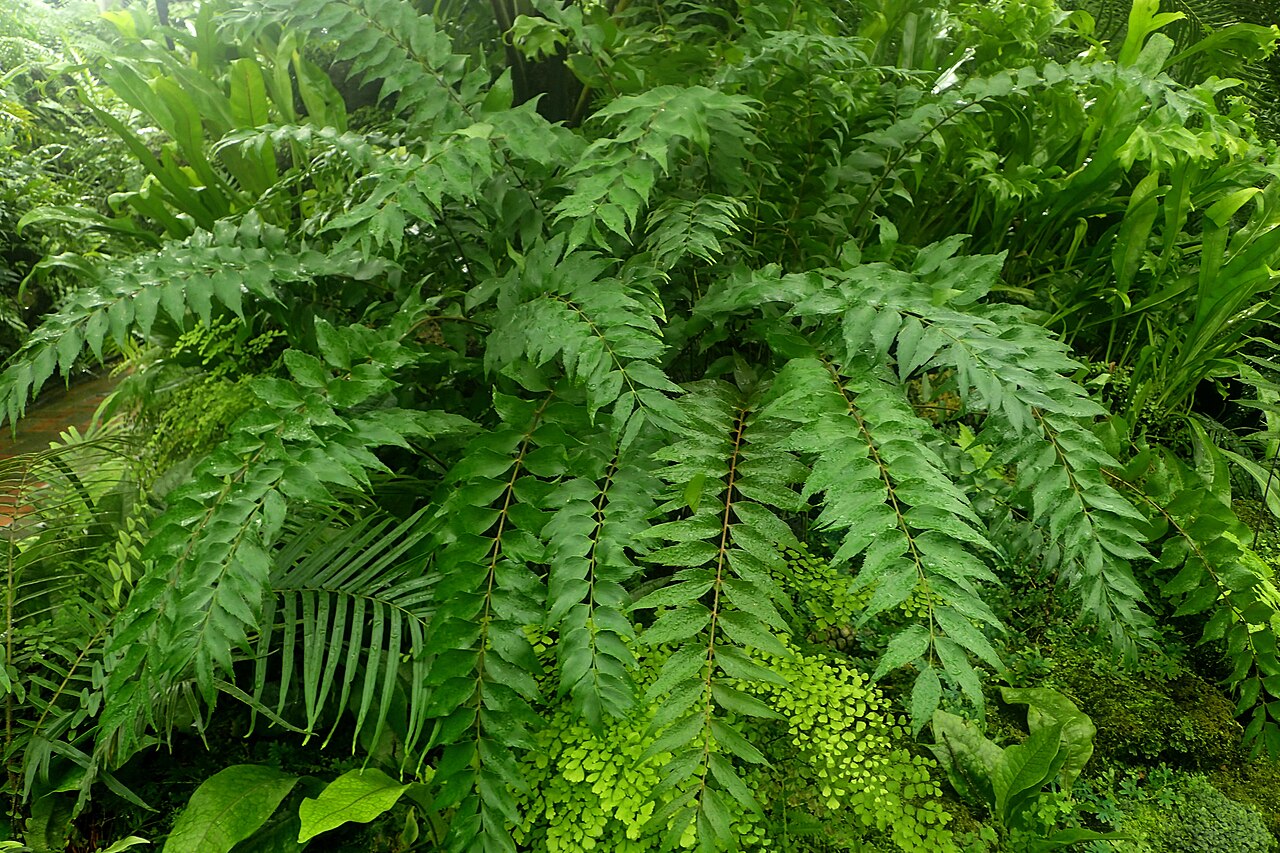 Cycad: Zamia vazquezii at Garfield Park Conservatory