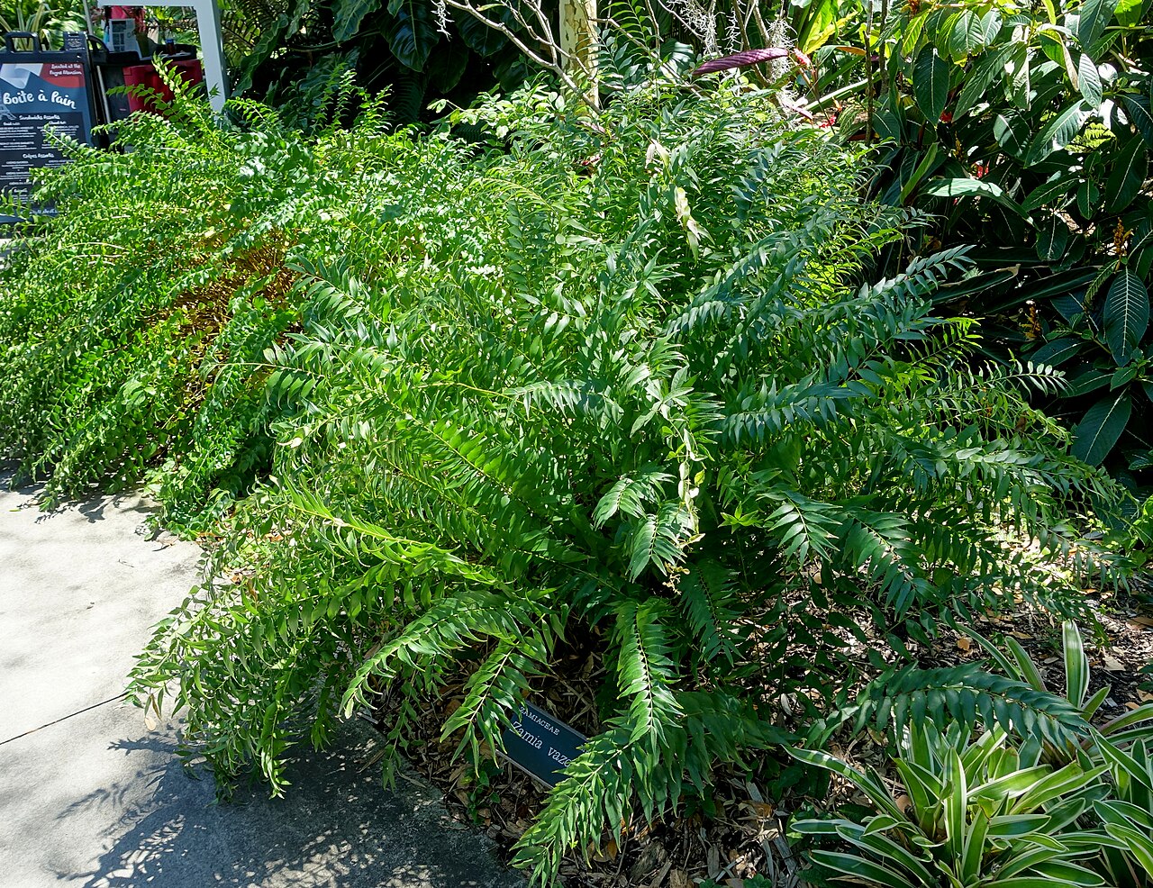 Cycad: Botanical specimen in the Marie Selby Botanical Gardens - Sarasota, Florida, USA.