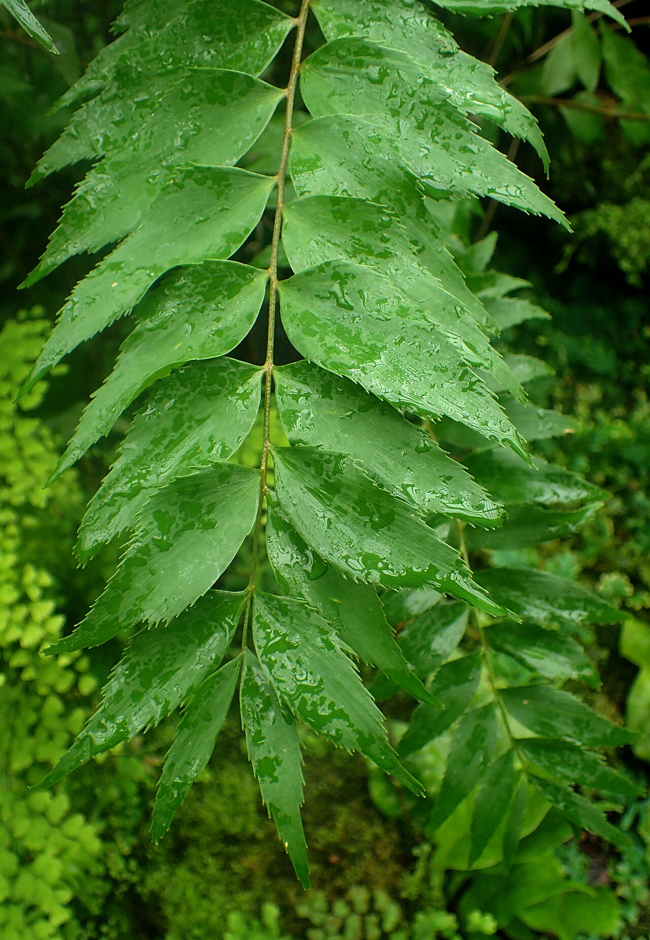 Cycad: Zamia vazquezii at Garfield Park Conservatory