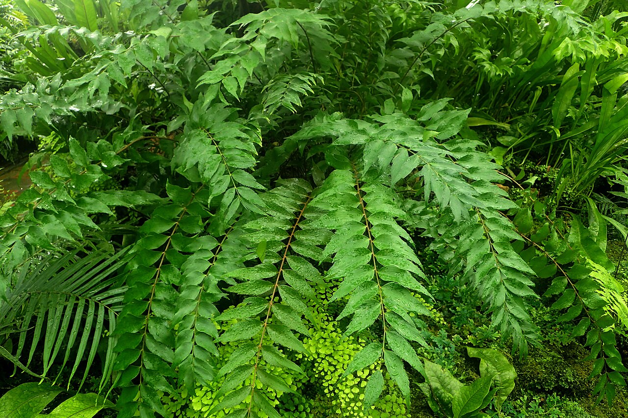 Cycad: Zamia vazquezii at Garfield Park Conservatory