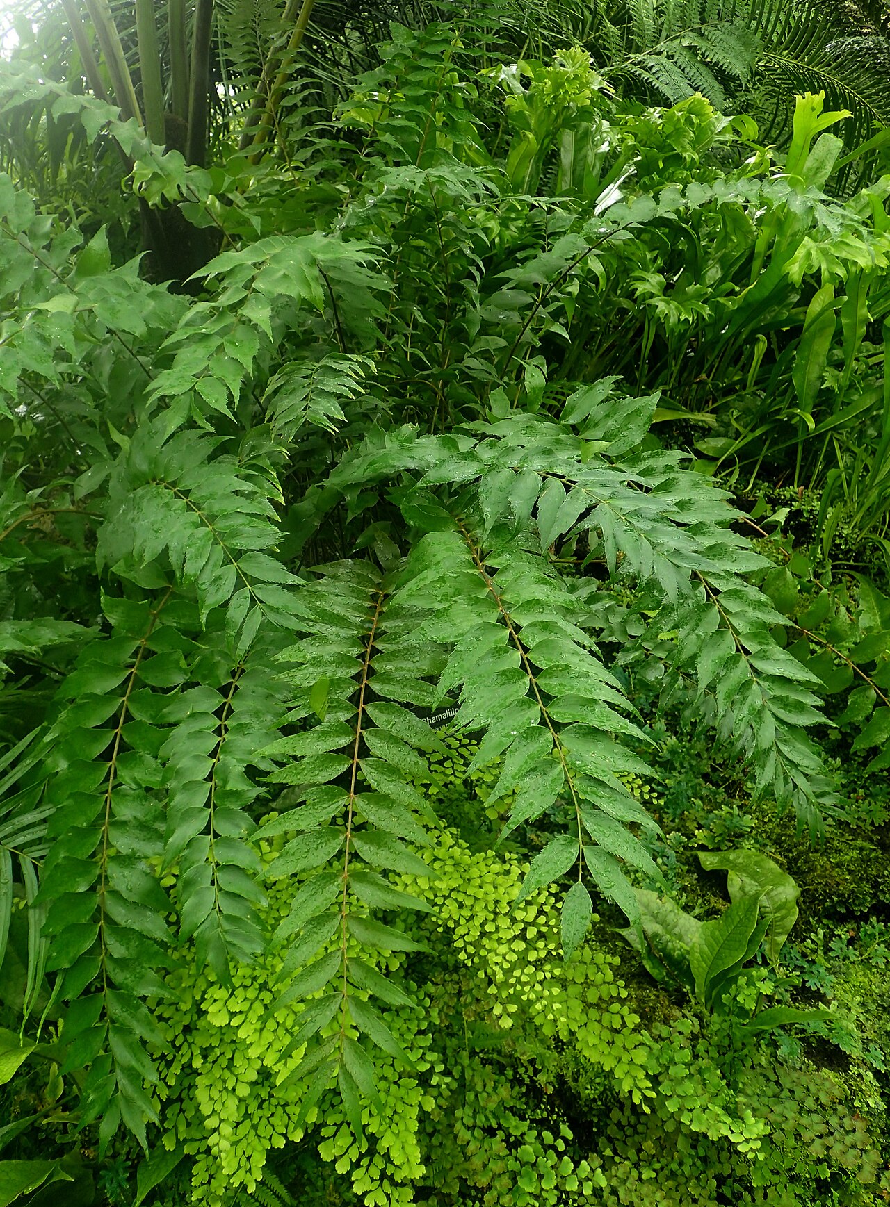 Cycad: Zamia vazquezii at Garfield Park Conservatory
