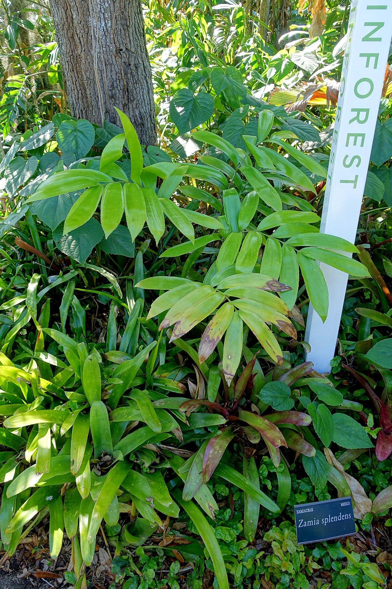 Zamia verschaffeltii: Botanical specimen in the Marie Selby Botanical Gardens - Sarasota, Florida, USA.