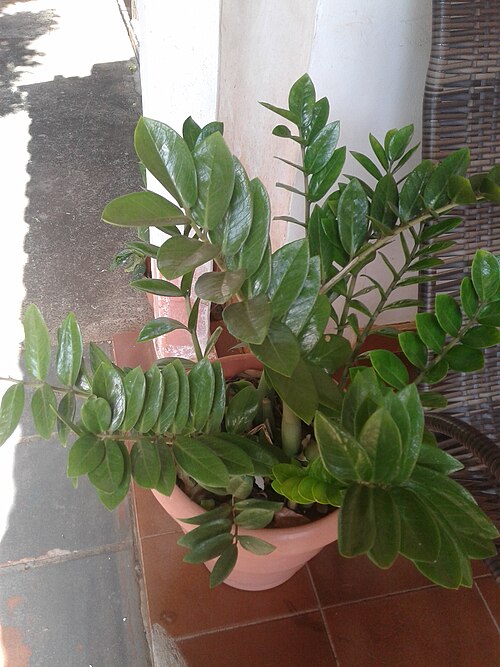 ZZ plant: This is an holotype of the subspecie Zamioculcas zamiifolia communis