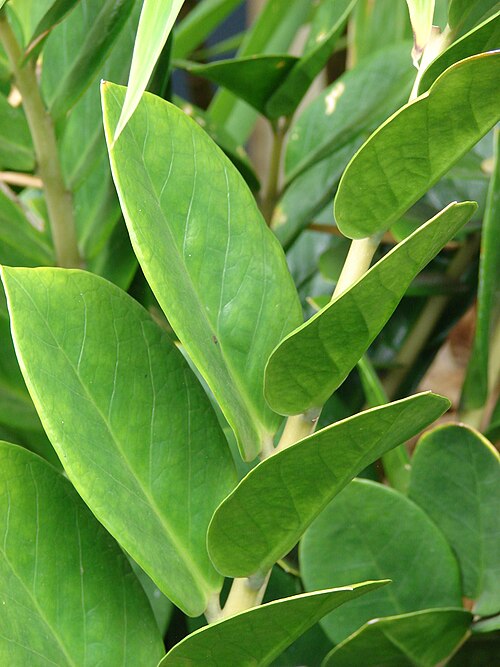 ZZ plant: Zamioculcas zamiifolia (leaves). Location: Maui, Kula Ace Hardware and Nursery