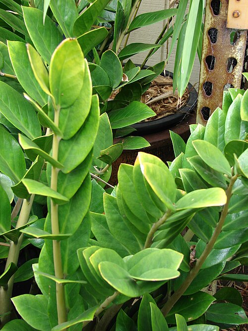 ZZ plant: Zamioculcas zamiifolia (leaves). Location: Maui, Kula Ace Hardware and Nursery