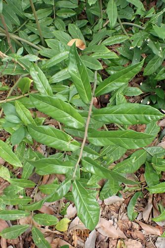 ZZ plant (Zamioculcas zamiifolia)