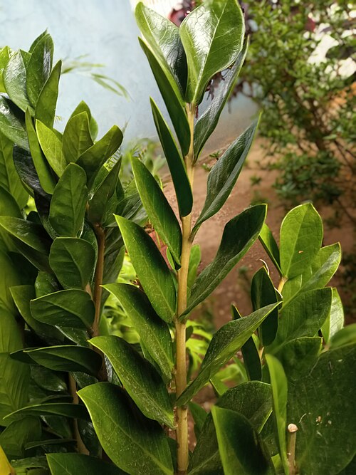 ZZ plant: Rama de Zamioculcas zamiifolia , planta conocida en Venezuela como millonaria.