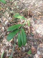 ZZ plant (Zamioculcas zamiifolia)