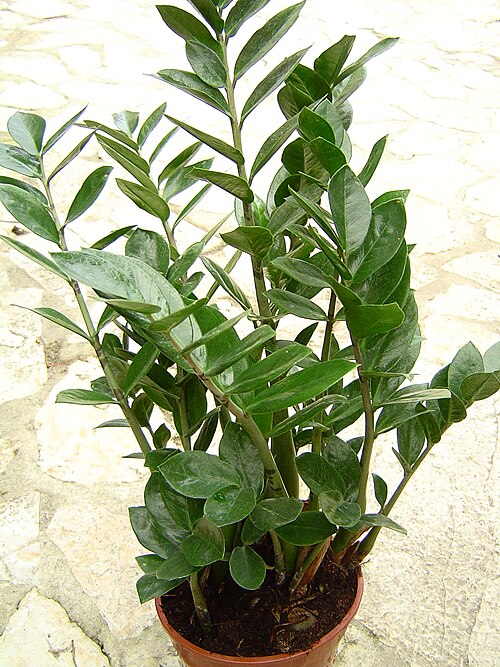 ZZ plant: Photo d'un Zamioculcas zamiifolia cultivé. Famille des Araceae