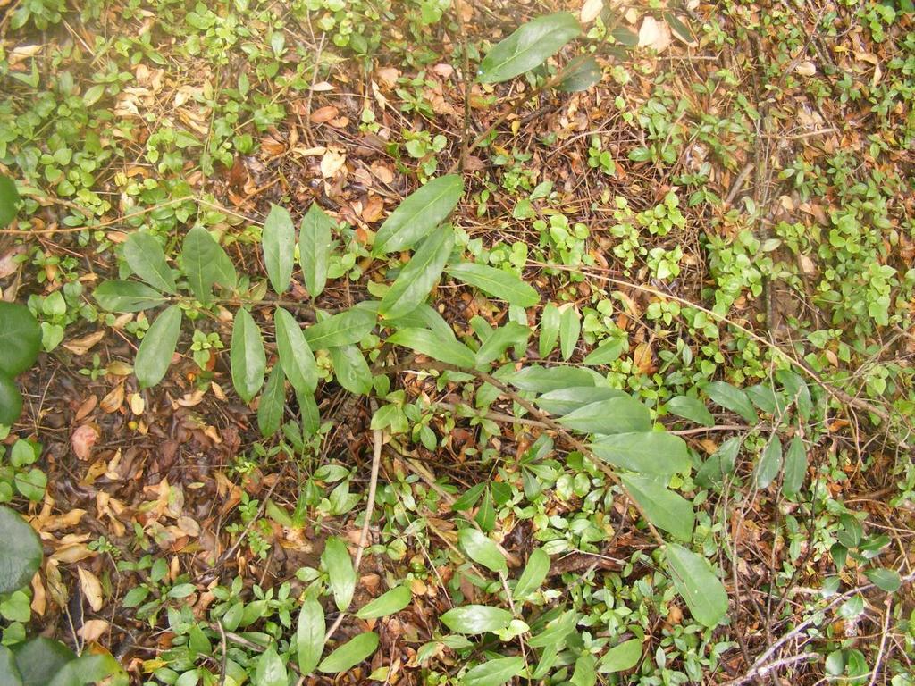 ZZ plant (Zamioculcas zamiifolia)