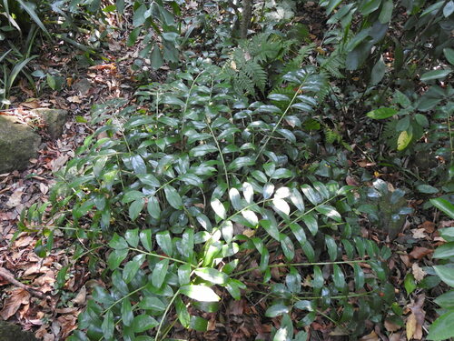 ZZ plant (Zamioculcas zamiifolia)