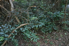 ZZ plant (Zamioculcas zamiifolia)