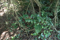 ZZ plant (Zamioculcas zamiifolia)