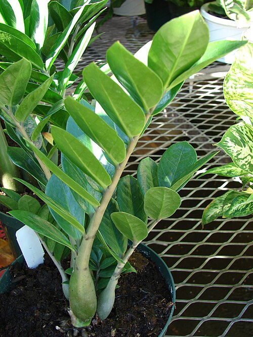 ZZ plant: Zamioculcas zamiifolia (habit). Location: Maui, Lowes Garden Center Kahului