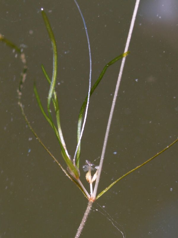 Zannichellia obtusifolia: Yu Ito (2012) Aquatic plant surveys in the Mediterranean. Bulletin of Water Plant Society, Japan 97: 38-42.