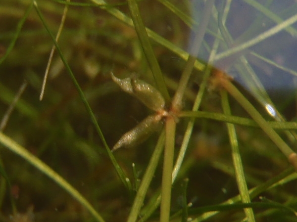 Horned pondweed: Yu Ito (2012) Aquatic plant surveys in northern Europe. Bulletin of Water Plant Society, Japan 98: 45-50.