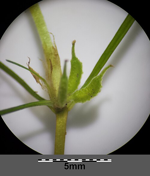 Horned pondweed: Stem with infructescence Taxonym: Zannichellia palustris subsp. palustris ss Fischer et al. EfÖLS 2008 ISBN 978-3-85474-187-9 Location: Mühlbach at Josefsplatz 