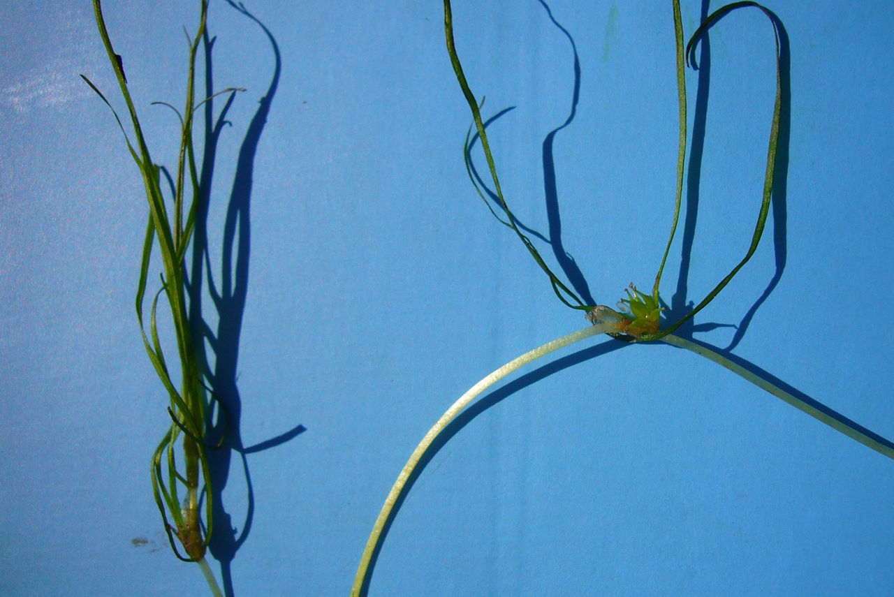 Horned pondweed: Zannichellia palustris