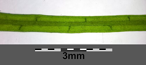 Horned pondweed: Leaf (transmitted light) Taxonym: Zannichellia palustris subsp. palustris ss Fischer et al. EfÖLS 2008 ISBN 978-3-85474-187-9 Location: Mühlbach at Josefsplatz 