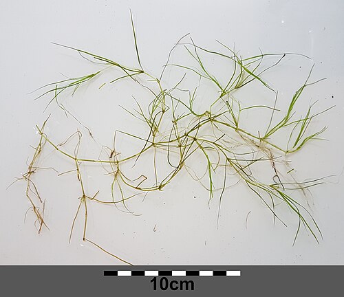 Horned pondweed: Habitus Taxonym: Zannichellia palustris subsp. palustris ss Fischer et al. EfÖLS 2008 ISBN 978-3-85474-187-9 Location: Mühlbach at Josefsplatz at Baden bei Wien
