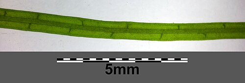 Horned pondweed: Leaf (transmitted light) Taxonym: Zannichellia palustris subsp. palustris ss Fischer et al. EfÖLS 2008 ISBN 978-3-85474-187-9 Location: Mühlbach at Josefsplatz 