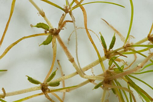 Horned pondweed: Close-up of the fruits from the water plant Zannichellia palustris ssp. palustris . These are about 1–2 mm in length.