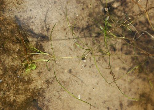 Horned pondweed: Zannichellia palustris in Warnowo Zachodnie Lake on Wolin Island, NW Poland